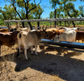 Trailing Loose Lick Feeder