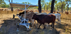 Trailing Loose Lick Feeder