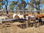 Trailing Loose Lick Feeder